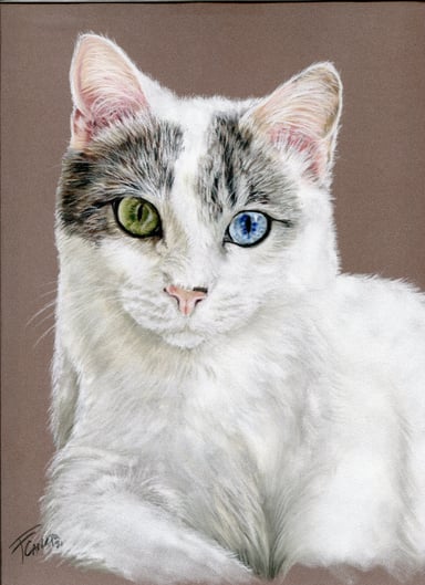 Dibujo gato, un sujeto